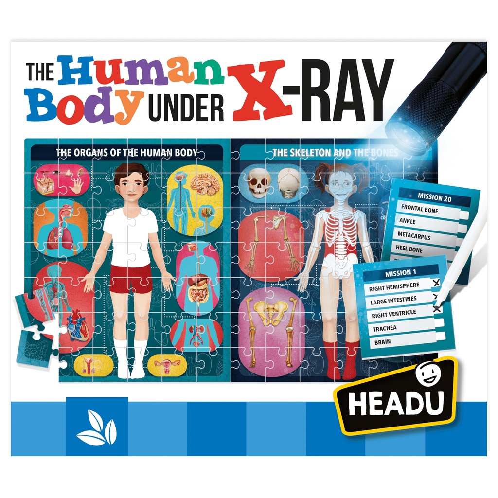 The Human Body Under X-Ray