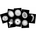 Plant X-Rays & Picture Cards_1