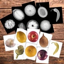 Plant X-Rays & Picture Cards_3