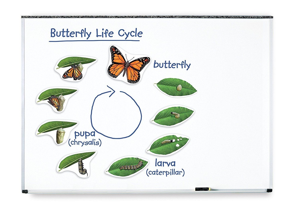 Giant Magnetic Butterfly Life Cycle