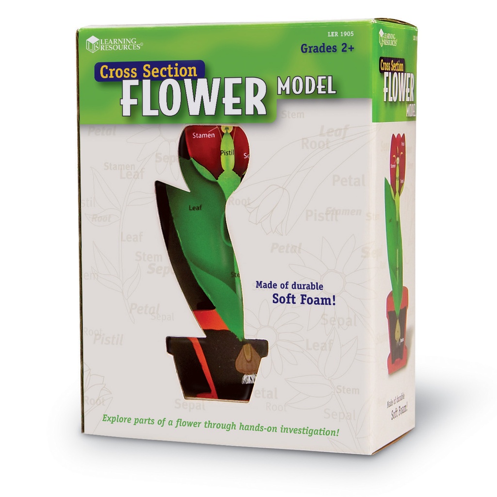 Cross Section Flower Model