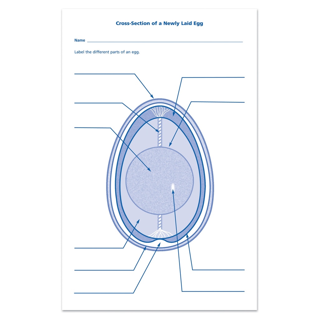 Chick Life Cycle Exploration Set