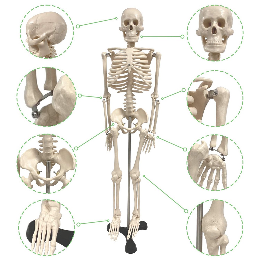  34" Human Skeleton Model with Key