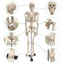  34" Human Skeleton Model with Key