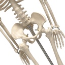  34" Human Skeleton Model with Key