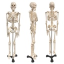  34" Human Skeleton Model with Key