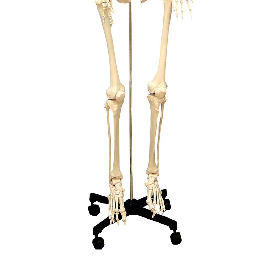 Life Size Human Skeleton Model with Key, Rod Mount