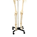 Life Size Human Skeleton Model with Key, Rod Mount