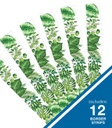 Simply Boho Greenery Straight Borders