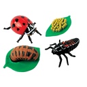 Ladybug Life Cycle Stages