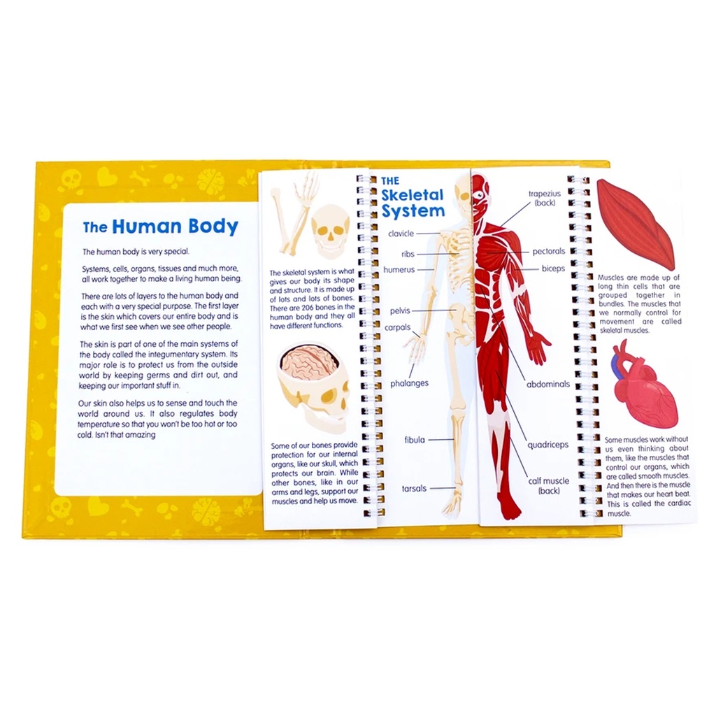 Anatomy Flips