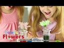 Rainbow Reactions Preschool Science Lab