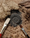 Let's Investigate Fossil Stone