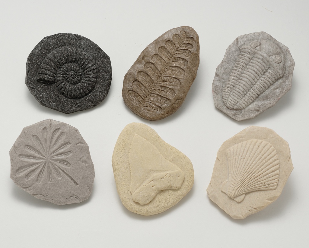 Let's Investigate Fossil Stone