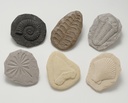 Let's Investigate Fossil Stone