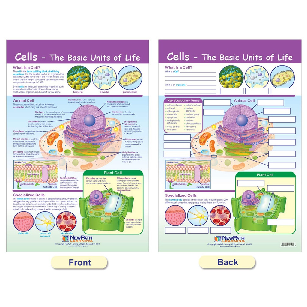 Cells Bulletin Board Chart Set Grades 3-5_3