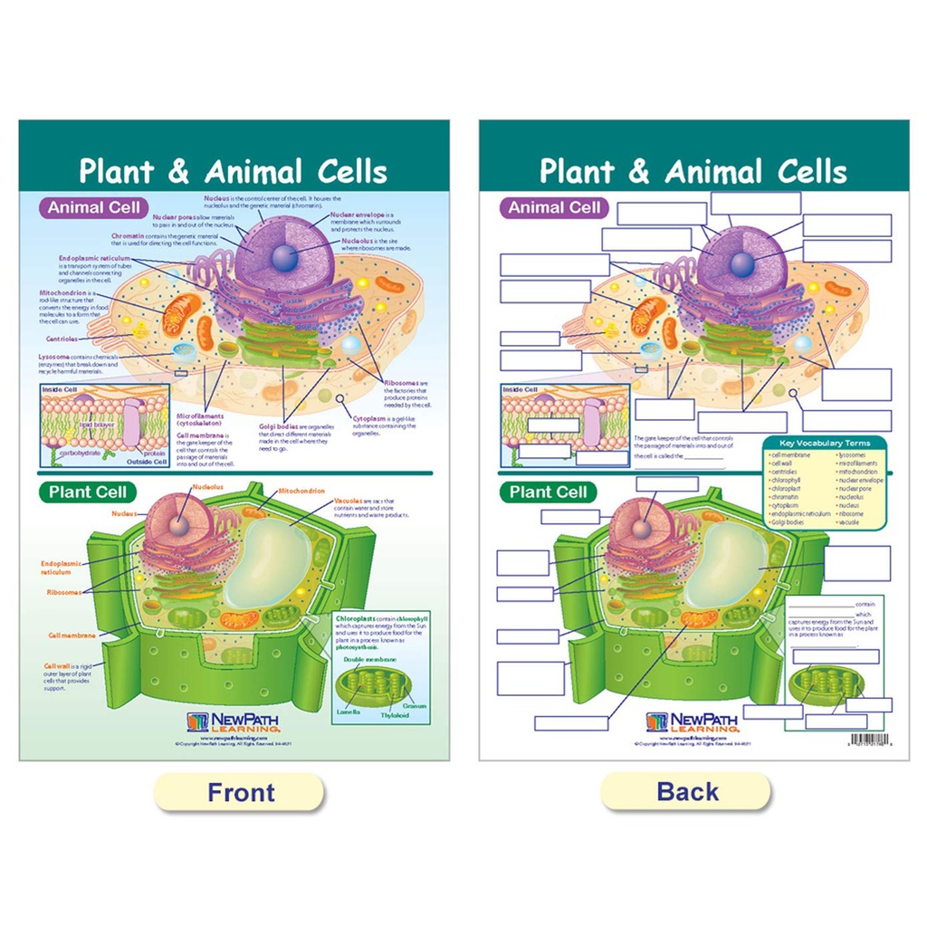 Cells Bulletin Board Chart Set Grades 3-5_4