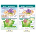Cells Bulletin Board Chart Set Grades 3-5_4