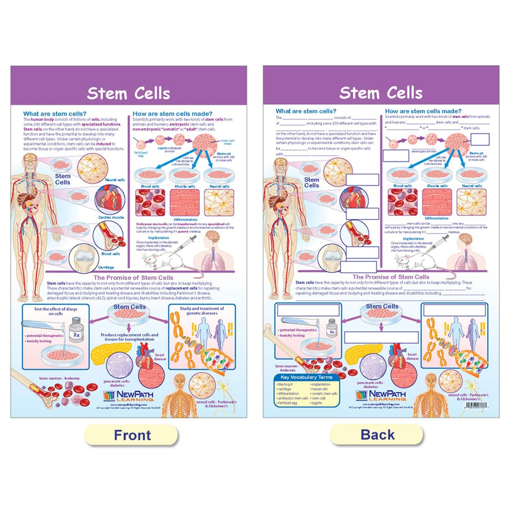 Cells Bulletin Board Chart Set Grades 3-5_5