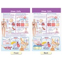 Cells Bulletin Board Chart Set Grades 3-5_5