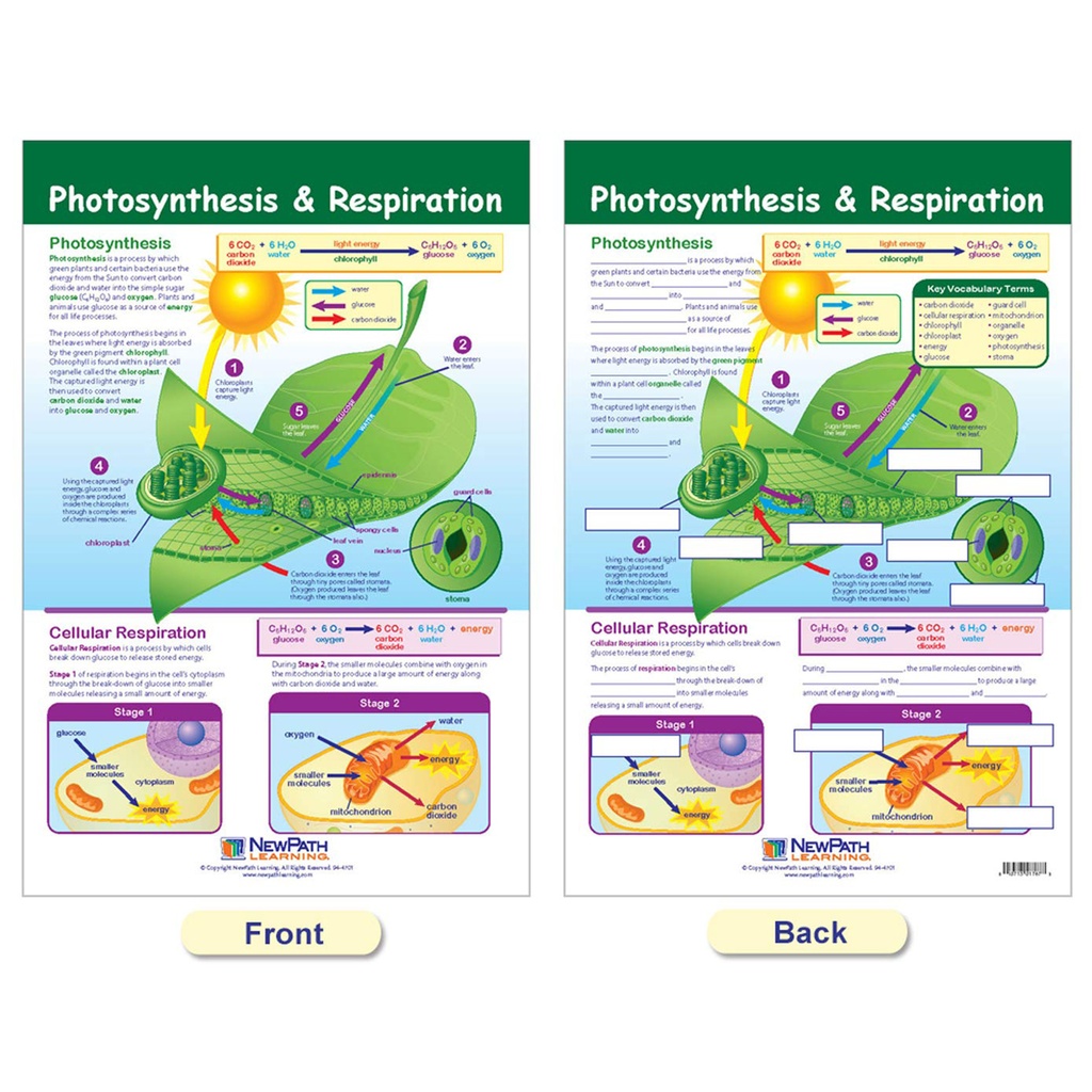 Cells Bulletin Board Chart Set Grades 3-5_7