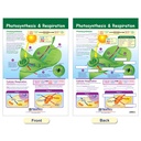 Cells Bulletin Board Chart Set Grades 3-5_7