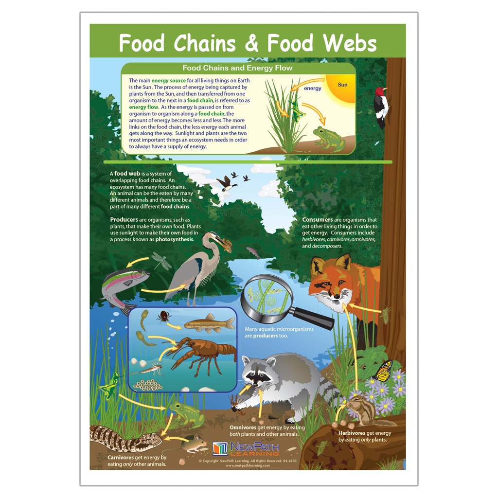 Food Chains & Food Webs Learning Center_1