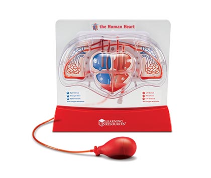 Learning Resources® Pumping Heart Model, Hands‑On Circulatory System Demo