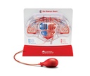 Learning Resources® Pumping Heart Model, Hands‑On Circulatory System Demo