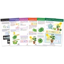 Photosynthesis Bulletin Board Chart Set Grades 3-5