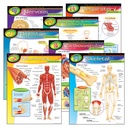The Human Body Learning Charts Combo Pack of 7