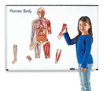Learning Resources® Double‑Sided Magnetic Human Body — Life‑Size Science Magnets