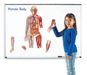 Learning Resources® Double‑Sided Magnetic Human Body — Life‑Size Science Magnets