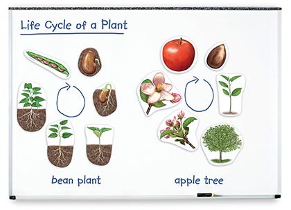 Learning Resources® Giant Magnetic Plant Life Cycle — 12‑Piece Set