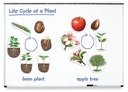 Learning Resources® Giant Magnetic Plant Life Cycle — 12‑Piece Set