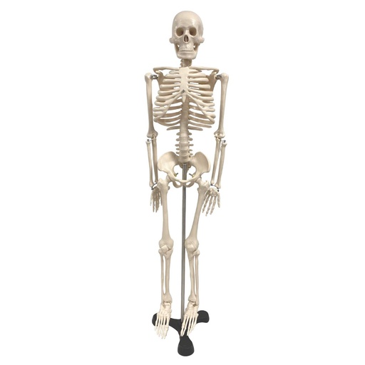 [12409S3 SKFB]  34" Human Skeleton Model with Key
